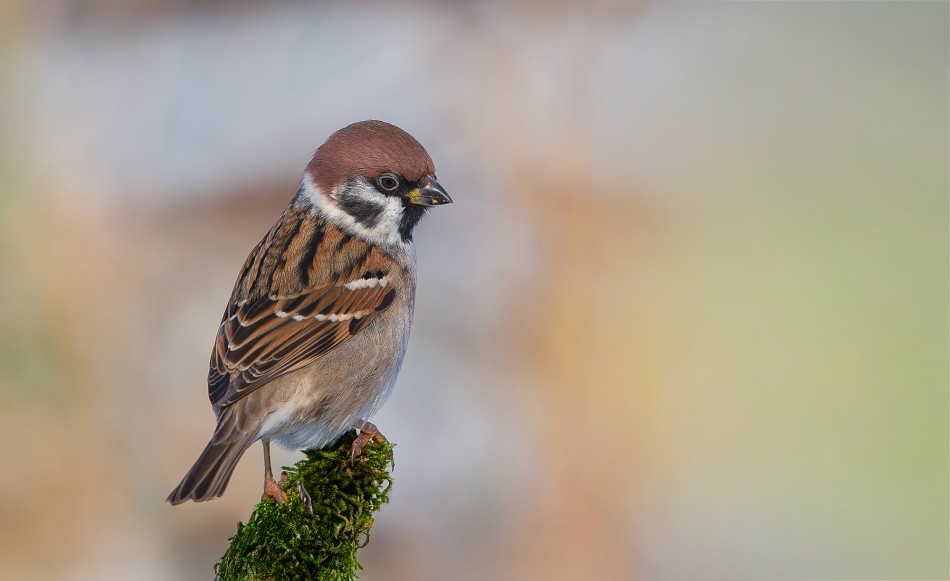 roman53 - Mazurek. . Zdjęcie 337700