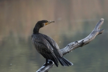 Prawy profil../kormoran
