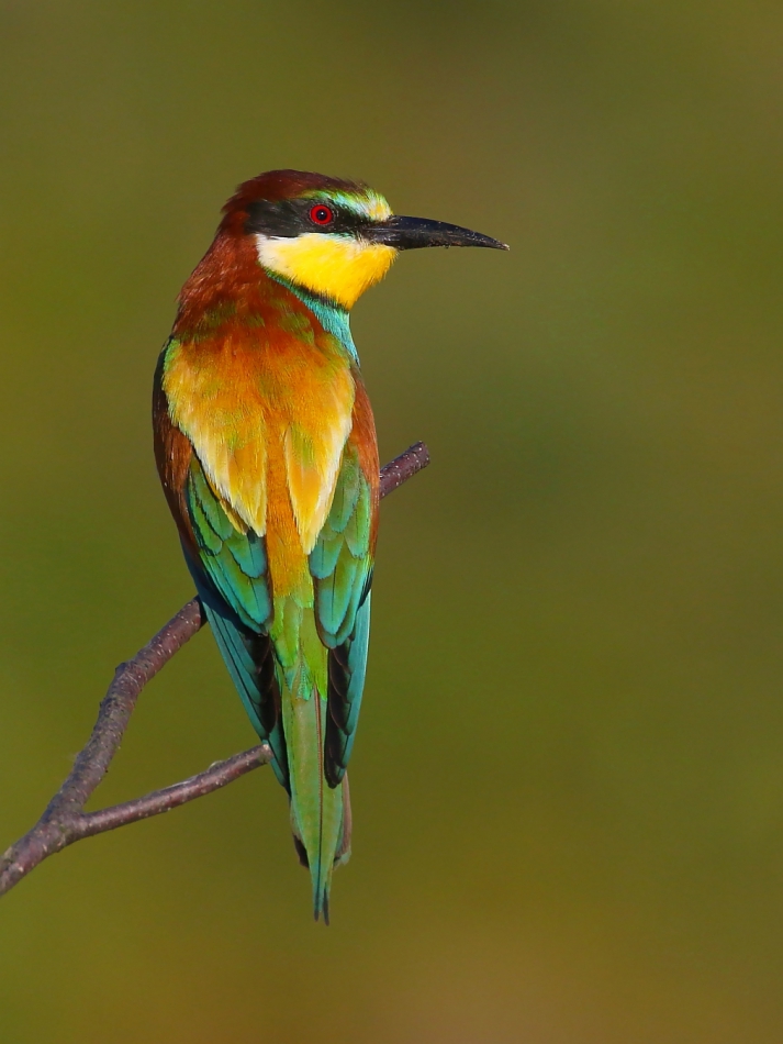 panthomas - Tribute to the bee-eaters. Kolonia opustoszała. Na lęgowisku zapanowała cisza.   . Zdjęcie 317299