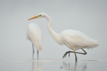 Egretta alba