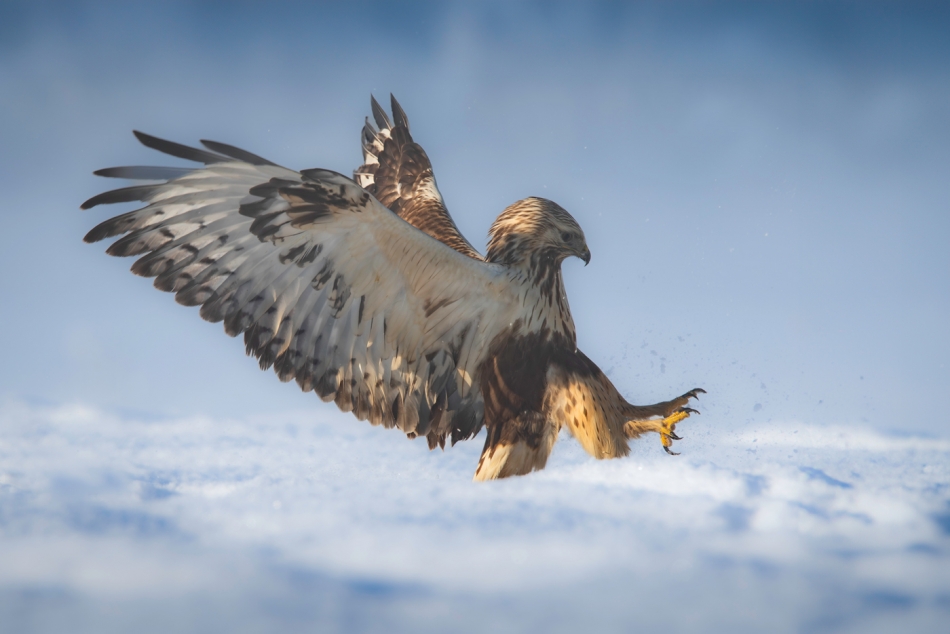 hubros - Landing. Buteo lagopus, myszołów włochaty. Zdjęcie 320043
