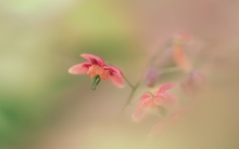 Epimedium