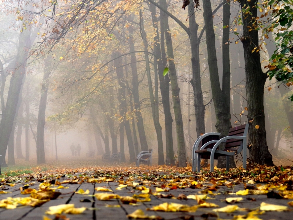 koniec jesieni. . Zdjęcie 336639