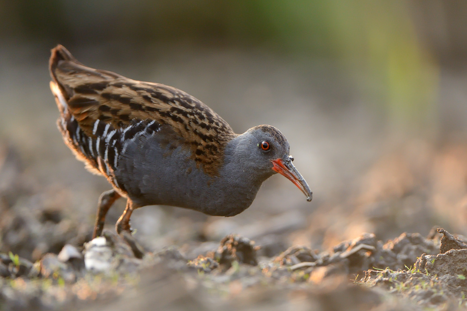 Rallus aquaticus. . Zdjęcie 142810
