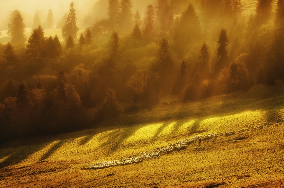 pawello91 - Poranny Wypas. Pieniny| Zapraszam na PE. Zdjęcie 132864