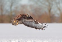 Buteo buteo