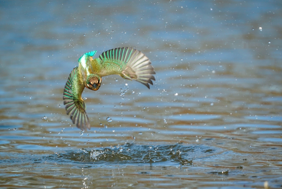 amigamedia - Torpeda nadwodna.  Zimorodek - Alcedo atthis Przyroda naszego regionu - Gorzyce. Sony ILCE-9+Sony SEL200600G FE 200-600mm f/5.6-6.3 G OSS Przysłona: f/6,3; Czas ekspozycji: 1/4000 s; ISO: 1250; Ogniskowa: 600 mm. Zdjęcie 308416
