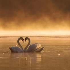 Lovers