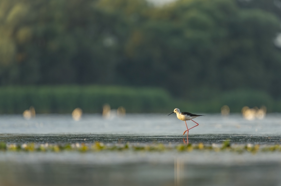 amigamedia - … Iść ciągle iść w stronę słońca..  Szczudłak (Himantopus himantopus) Przyroda naszego regionu - Goczałkowice. Sony ILCE-1+Sony SEL200600G FE 200-600mm f/5.6-6.3 G OSS. Przysłona F/6,3-Czas ekspozycji-1/800 s-ISO-1000; Ogniskowa: 600 mm-0.3 e