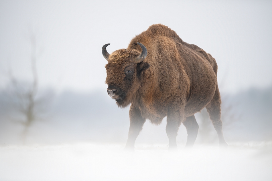 darek_d - ostatki zimy. 10.02.2024 Puszcza Białowieska. Zdjęcie 322024