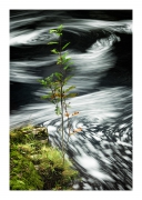 Orchy