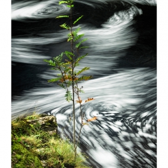Orchy