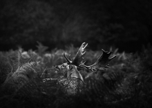Dark Side of the Woods...