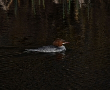 Nad wodą