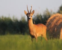 król łaki