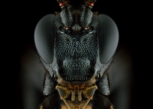 Stenichneumon culpator.