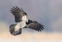 Wrona siwa, Hooded Crow...
