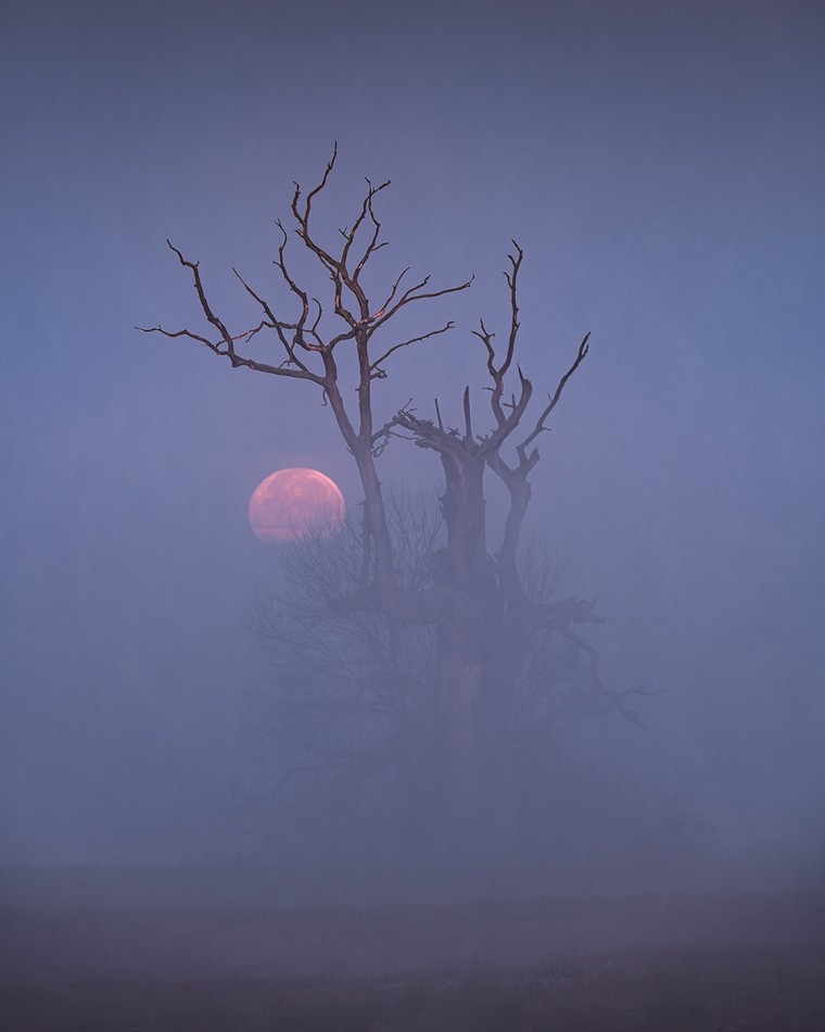 ferb72_ - Smocza pełnia ;). Rogalin. Zdjęcie 337668