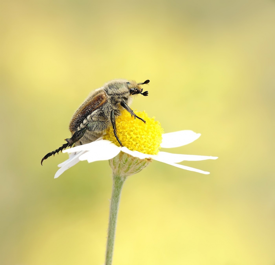 keni - Guniak czerwczyk (Amphimallon solstitiale). . Zdjęcie 315542