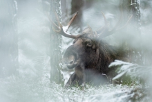 Rudolf