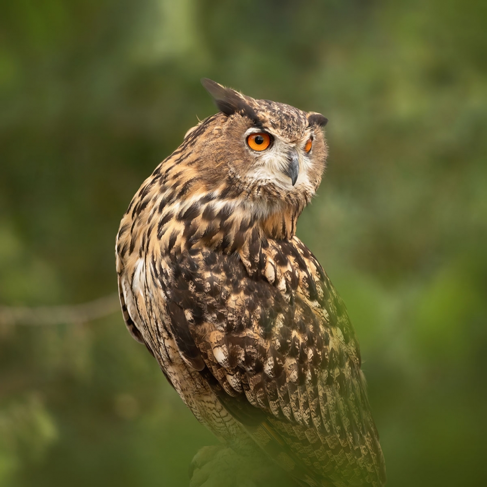 arkadiusz_fotografia - Puchacz. . Zdjęcie 336991