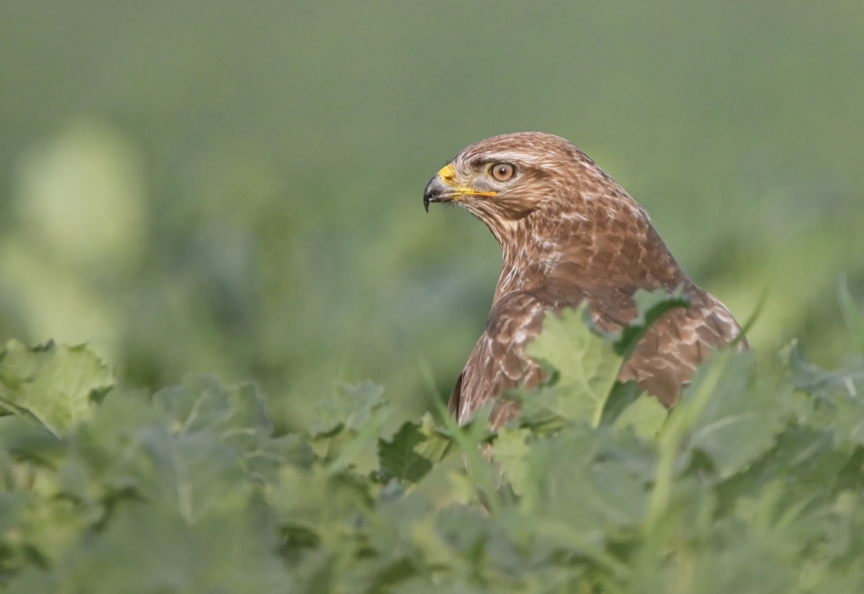 hubros - Up close and personal.... Buteo buteo. Zdjęcie 214701