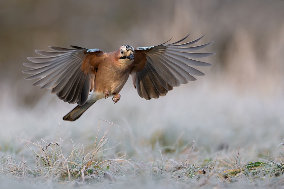 fotodam - Lotnik. Sójka (Garrulus glandarius) Eurasian Jay  . Zdjęcie 329231