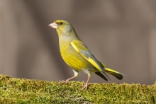 Dzwoniec