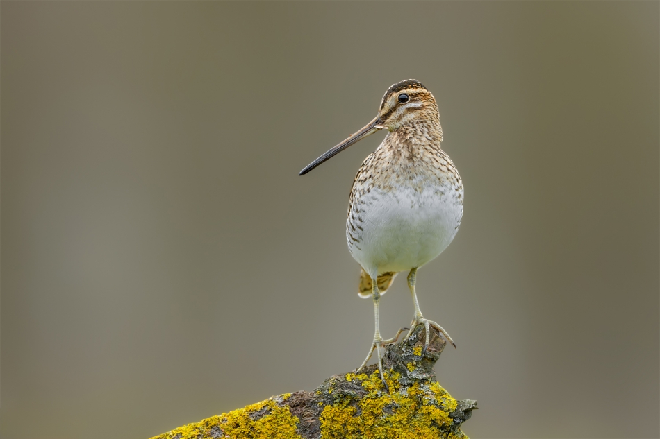fotodam - Kszyk. Kszyk (Gallinago gallinago) Common Snipe . Zdjęcie 332112