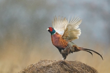 Bażant, Common Pheasant...