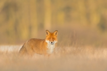 Lis, Red Fox (Vulpes vu...