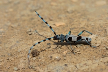 Nadobnica alpejska