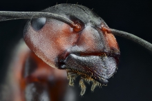 Extreme Macro