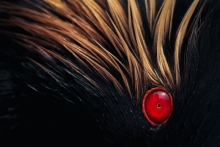 Demon's eye 