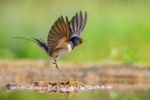 Dymówka, Barn Swallow (...