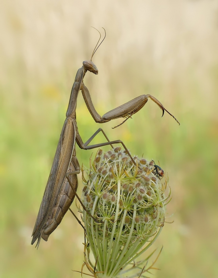 keni - Modliszka. PE proszę.. Zdjęcie 326333