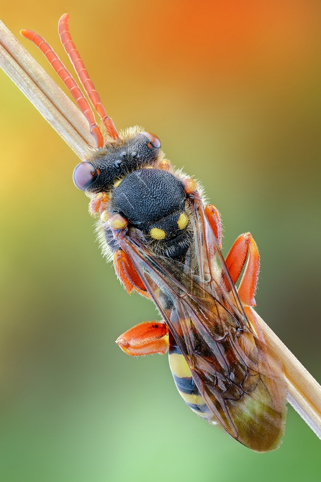 irass - Nomada Bee.. . Zdjęcie 272359