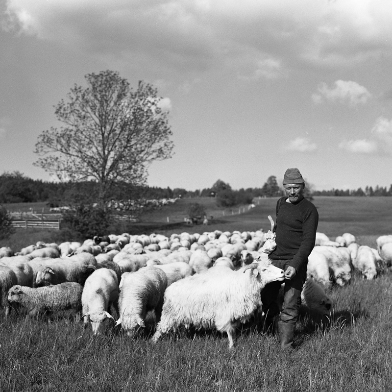 ijon_cor - Pasterz. Pentacon six Biometar 80 Ilford delta 100 Rodinal 1/50. Zdjęcie 244781