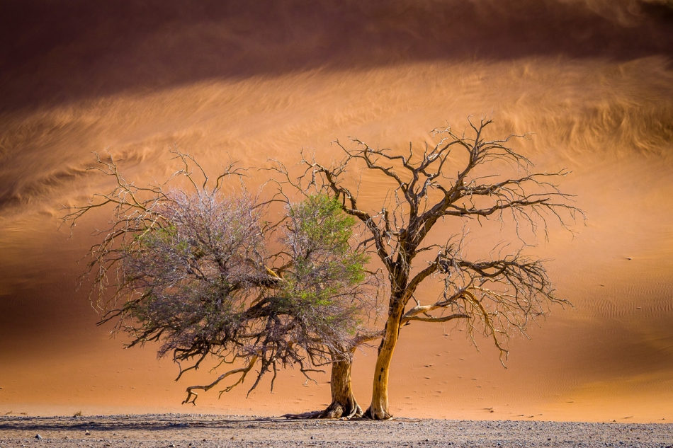 Lilen - Walcząc o przetrwanie. Zdjęcie zrobione na tle wydmy Dune 45 w dolinie Sossusvlei na pustyni Namib w Namibii.. Zdjęcie 235180