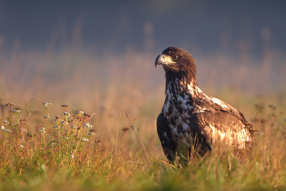 Haliaeetus albicilla . . Zdjęcie 177916