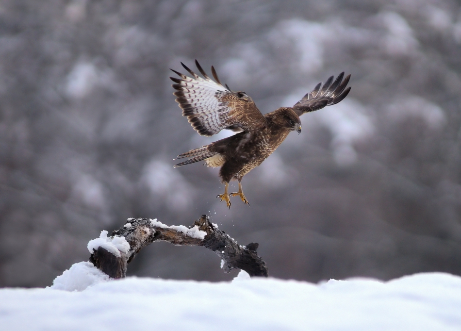amigamedia - Odlotowy ptaszek. Myszołów (Buteo buteo)   . Zdjęcie 209837