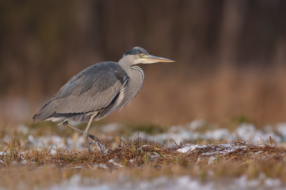 fotodam - Siwucha. Czapla siwa (Ardea cinerea). Zdjęcie 329712