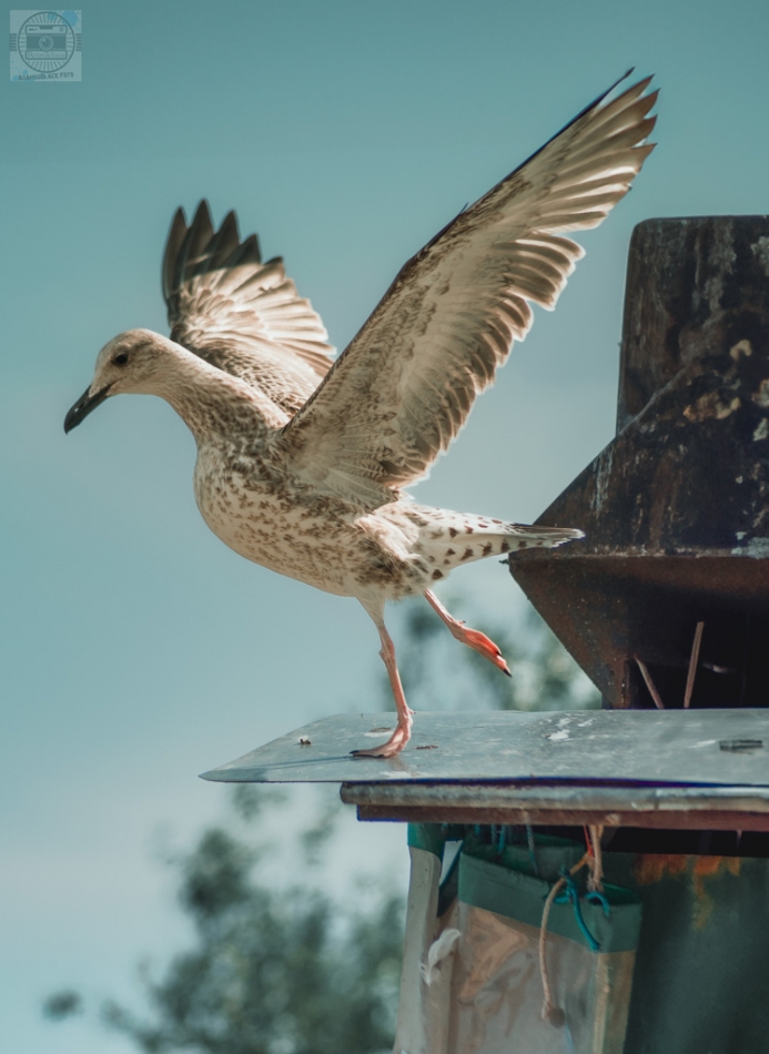 0ptfsgnqr3 - Bird. . Zdjęcie 320803