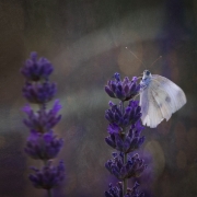 Lavender dream 