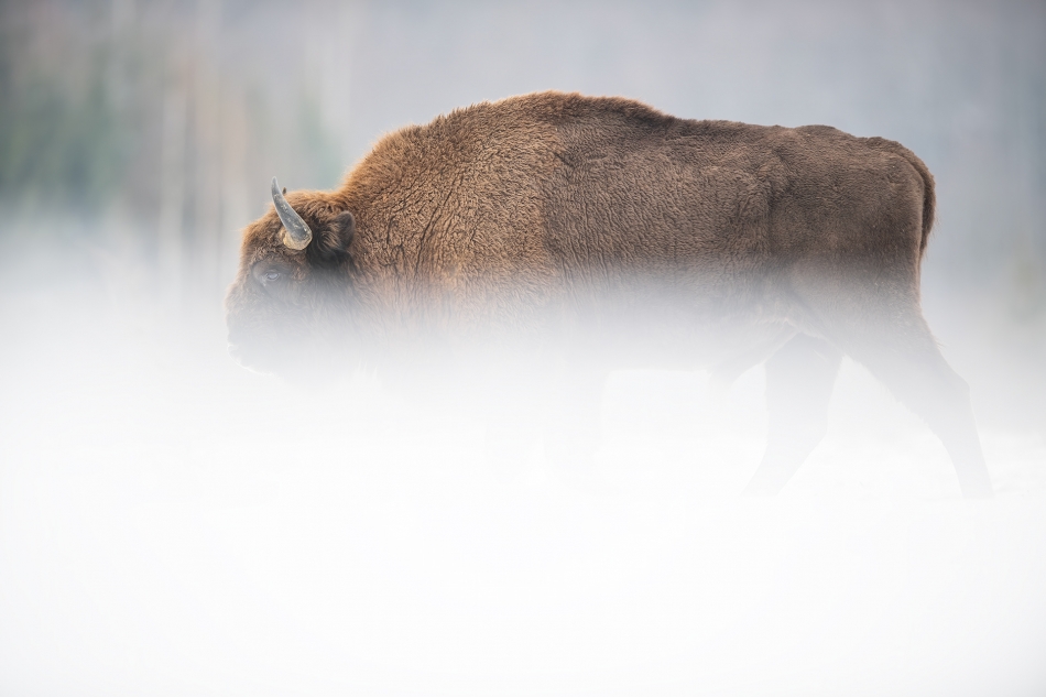 darek_d - ostatki zimy. 10.02.2024 Puszcza Białowieska. Zdjęcie 322135