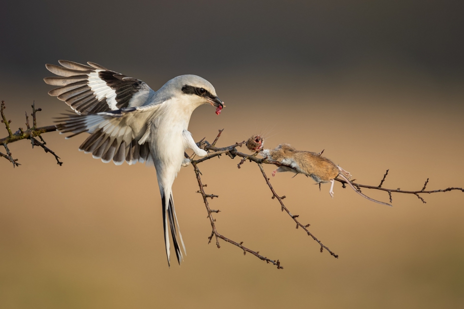 raftik - Srokosz, Great Grey Shrike (Lanius excubitor) .... . Zdjęcie 297574