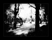 Sea Of Trees