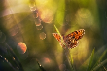 Butterfly