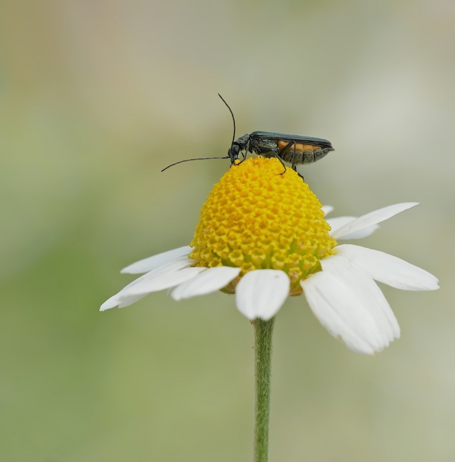 keni - Zalęszczyca (Oedemera virescens) . PE proszę. Zdjęcie 324867