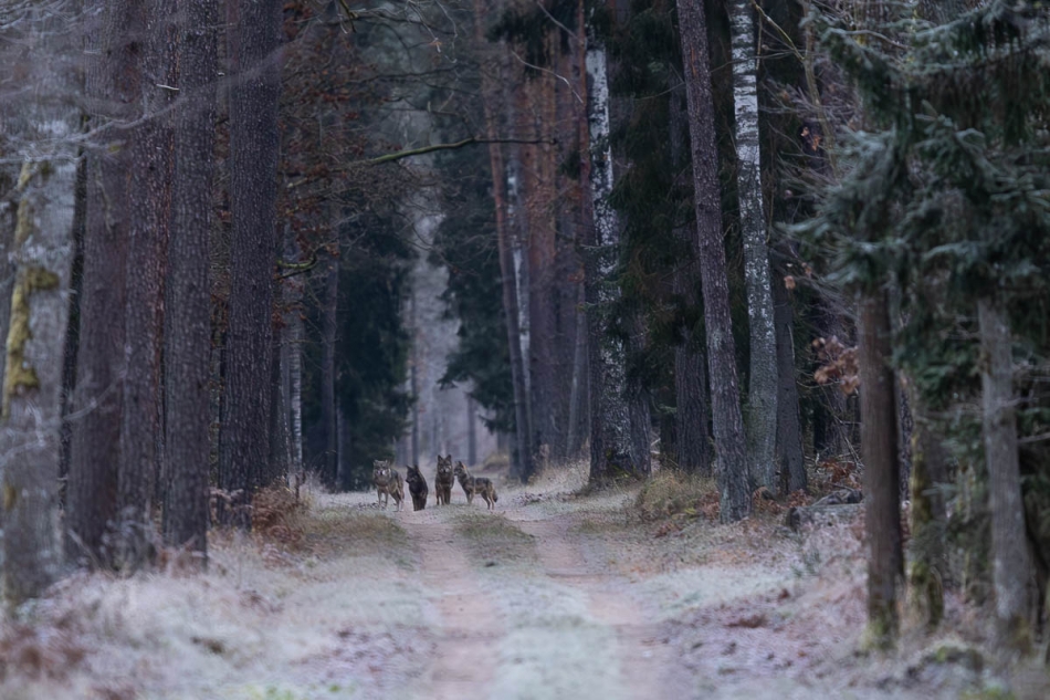 Wilki . . Zdjęcie 336992